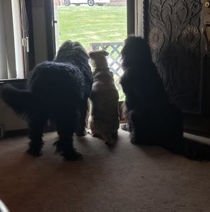 Meet your Posher, Holly